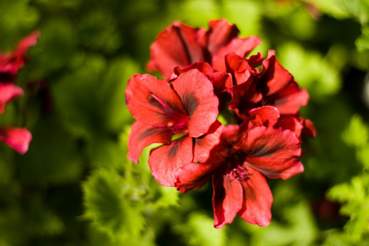 A királyi pelargonium fajtái és fajtái