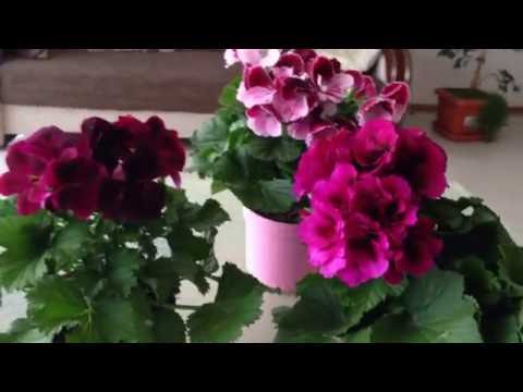 PELARGONIA ROYAL - ÁPOLÁSI TIPPEK