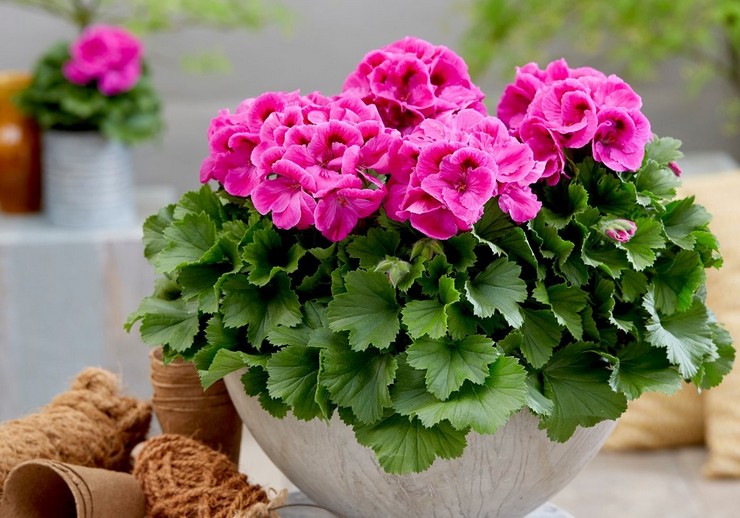 Pelargonium royal: otthoni ápolás, transzplantáció és reprodukció