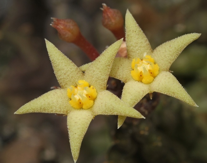 Populaire soorten piarantus