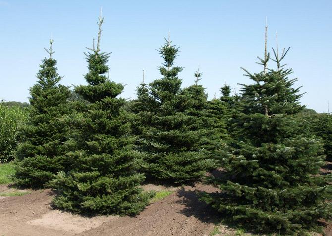 Deze boom is voorzien van een sterk wortelgestel dat diep in de grond gaat.