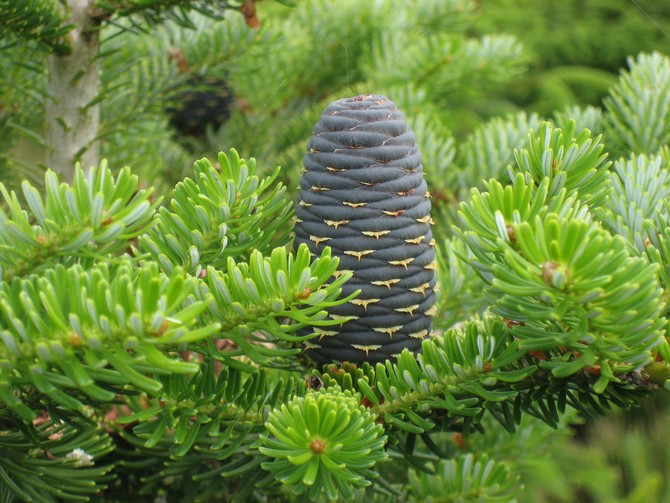 Koreaanse spar: foto, beschrijving van de boom, gebruik in landschapsontwerp