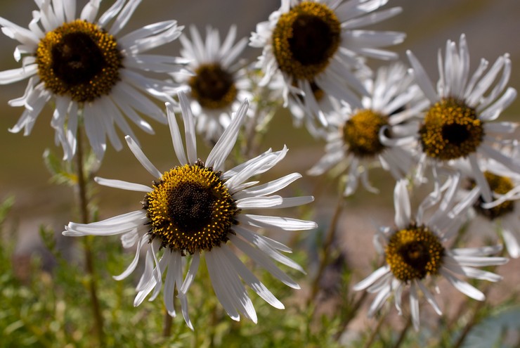 Feverfew е красив