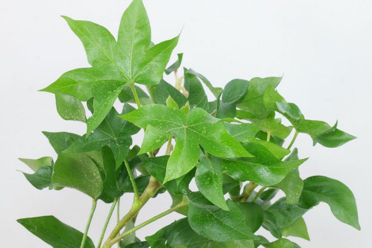 Fatskhedera Ivy Lise