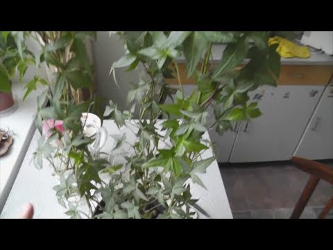 Вътрешен бръшлян: грижи, размножаване. Hedera Helix. Моят опит
