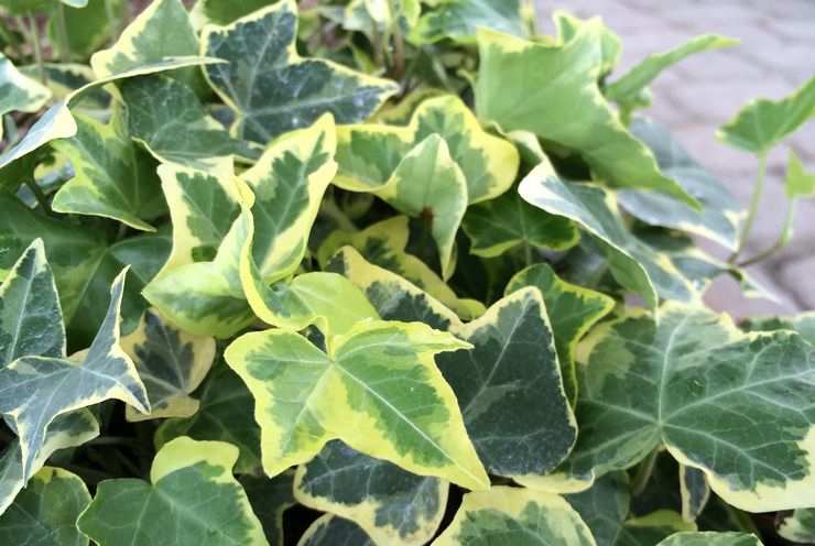 Вътрешен бръшлян (Hedera)