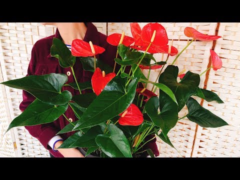 Miért nem színezi az ANTHURIUM ❓ CARE ❗ virág Férfi boldogság