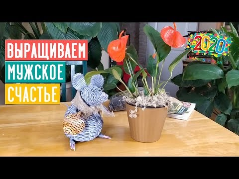 Az ANTHURIUM NEM SZÍNES! MIT KELL TENNI??? TIPPEINK SEGÍTENEK! / Kerti kalauz