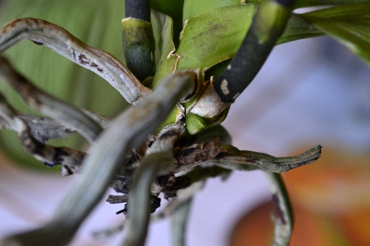 Orchideeënwortels rotten en drogen - wat te doen? Reanimatie van orchideewortels