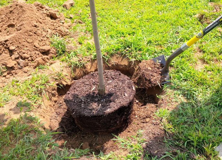 Cherry planting