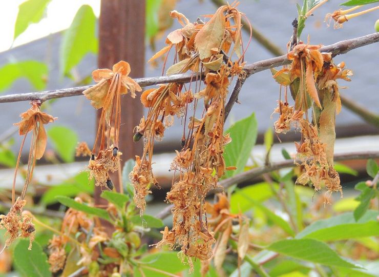 Cherry diseases