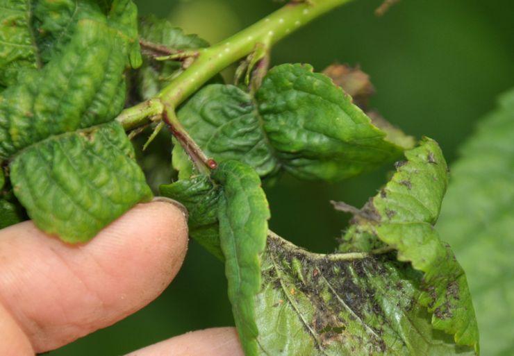 Cherry pests