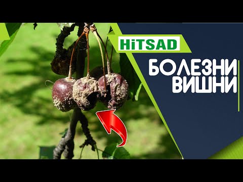 The most dangerous fungal diseases of cherries ✔️ How to treat FUSARIOSIS MANILIOSIS Cherries