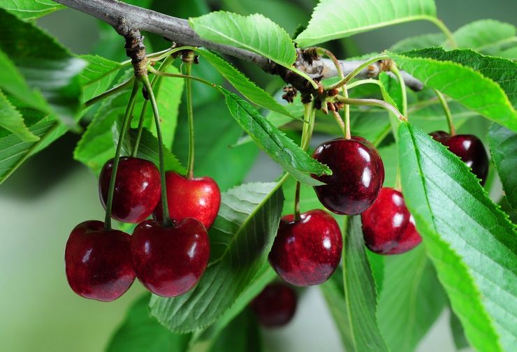Why cherries do not bear fruit - the main reasons