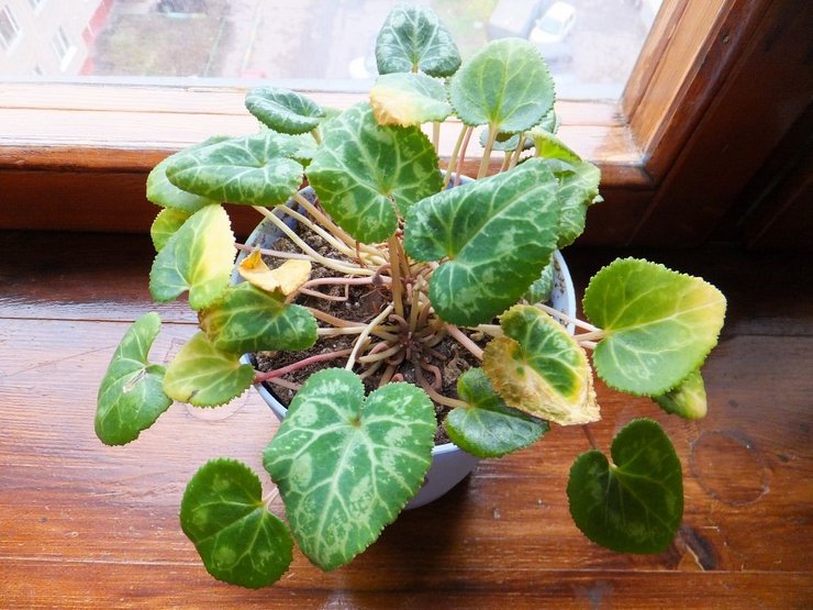 Het juiste bewateringsregime voor cyclamen, maar ook voor andere knolgewassen, is van groot belang.