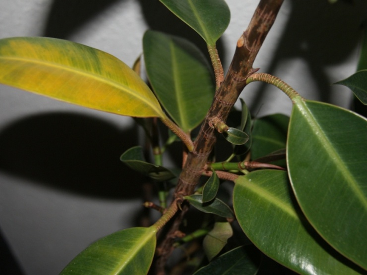 Zamiokulkas-bladeren worden geel en droog. Problemen met zamiokulka's en hun oplossing
