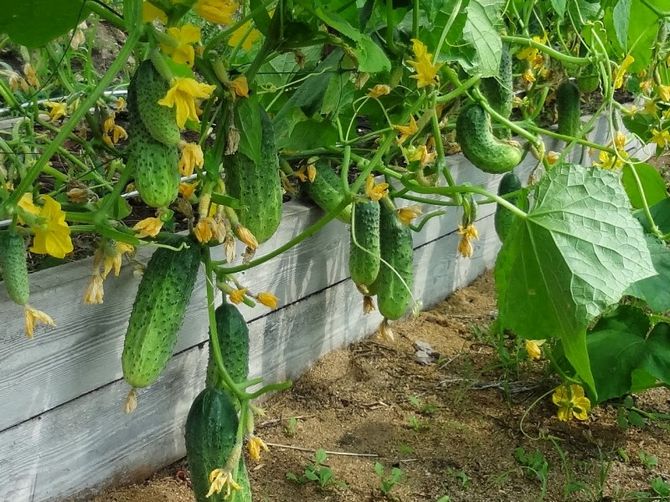 A kert előkészítése az uborka számára: mobil meleg kert
