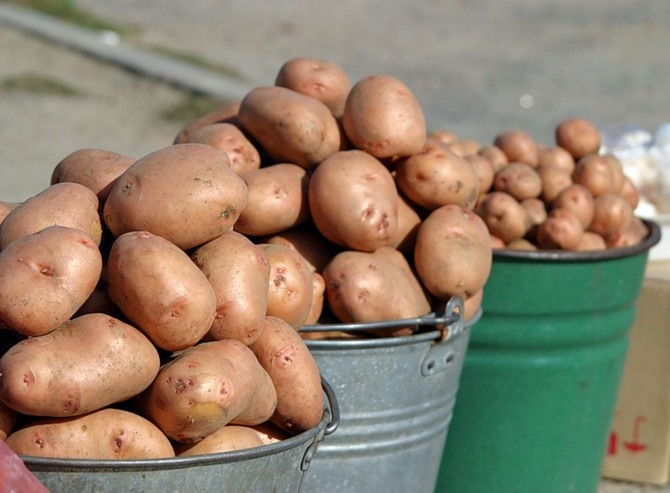 wielkość ziemniaka wpływa na czas jego wschodu