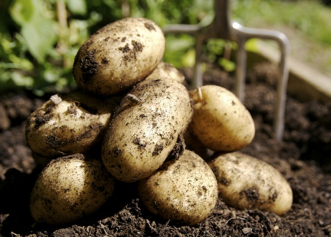Aardappelen voorbereiden voor het planten