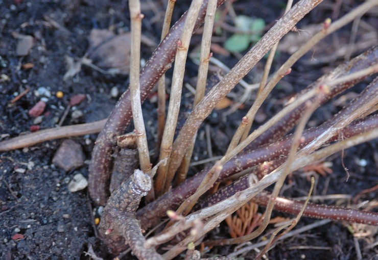 Autumn pruning of currant bushes