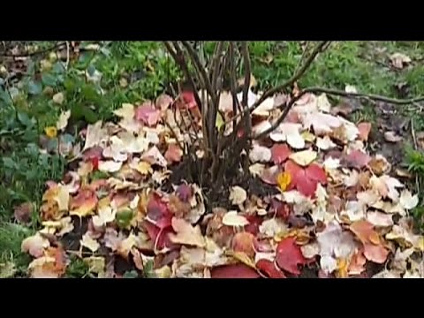 Preparing currant bushes for winter