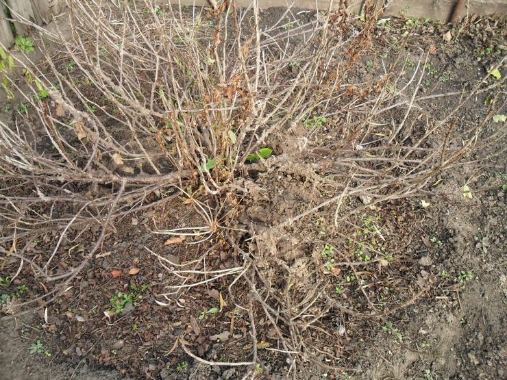 Preparing currants for winter. Care for currants in the fall: pruning bushes and tillage