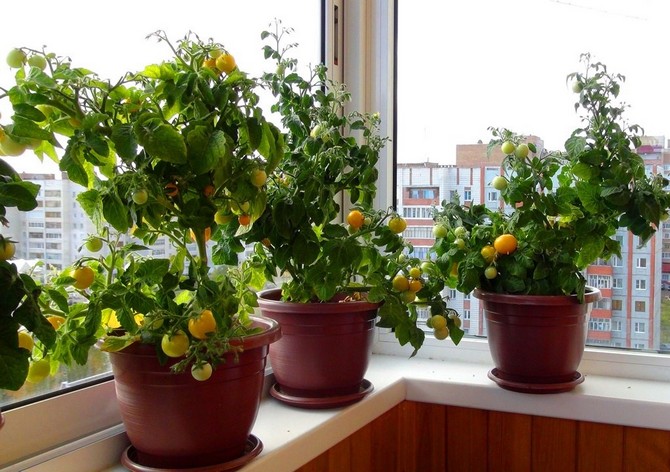 Pomidory czereśniowe: uprawa i pielęgnacja w domu