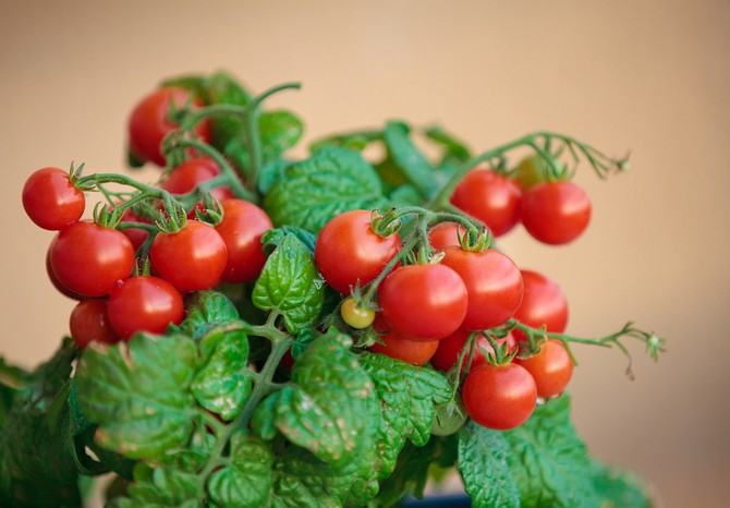 Wiśniowe pomidory na parapecie. Dorastanie i dbanie o dom. Sadzenie i hodowla