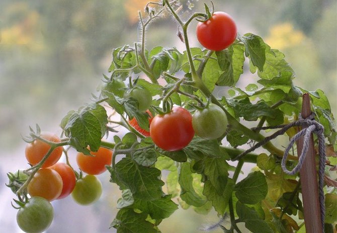 Wskazówki i porady dotyczące uprawy pomidorów na parapecie w domu