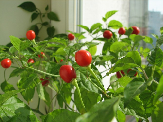 Pomidory na parapecie. Jak uprawiać domowe pomidory