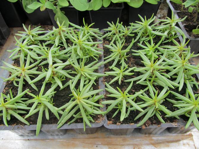 Growing purslane from seeds