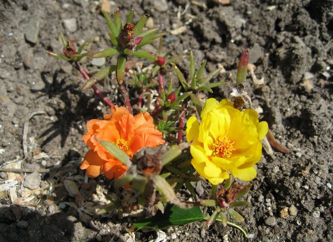 Planting purslane in open ground