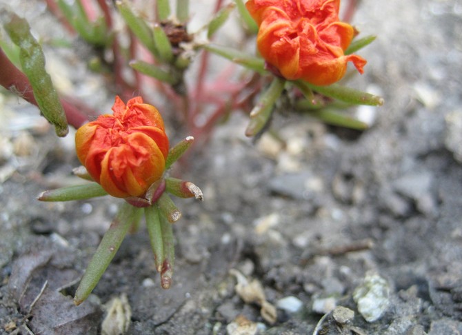 Purslane after flowering