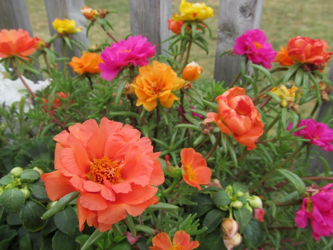 Purslane in landscape design