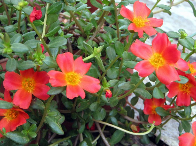 Types of purslane