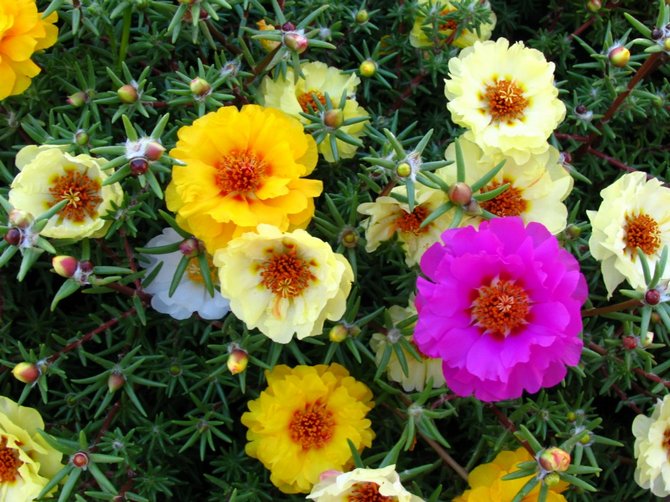 Purslane - planting and care. Growing purslane flowers from seeds. Description, types. Photo