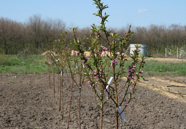 Abrikozenzaailingen kunnen in het vroege voorjaar of het vroege najaar worden geplant