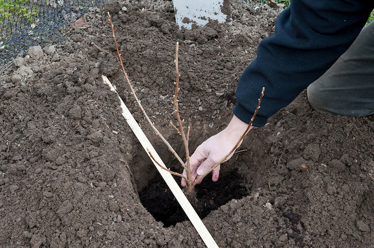 How to prepare the soil