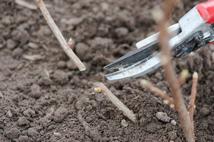 Basic rules for planting currant seedlings