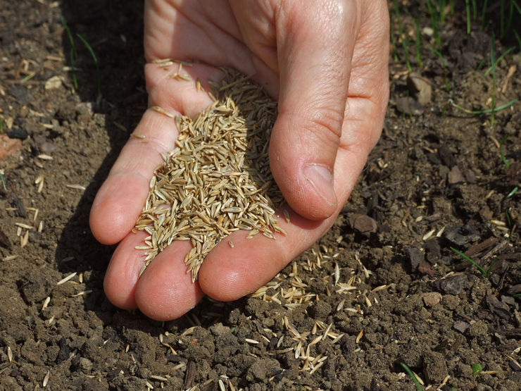 Seeds are planted manually, using a seeder or hydraulic seeder.