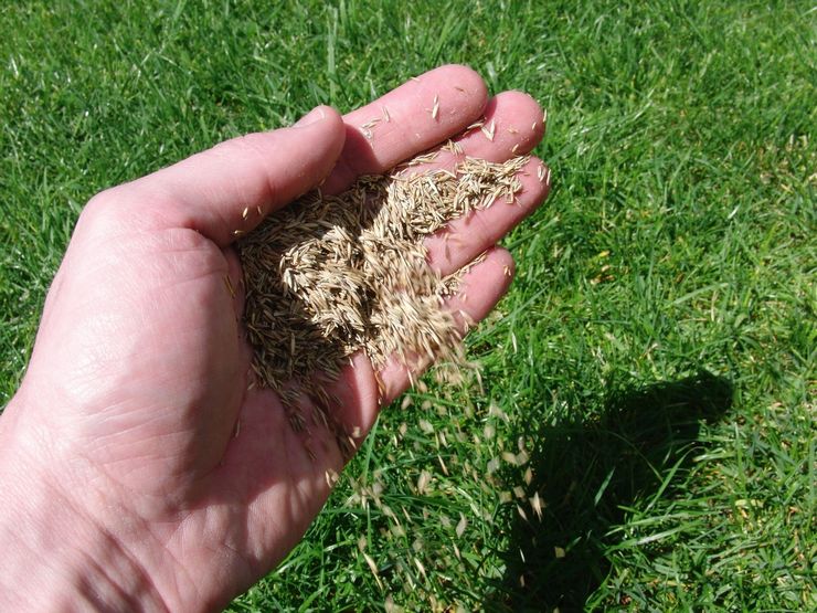 Засаждане на тревна площ или засяване на тревна трева през есента