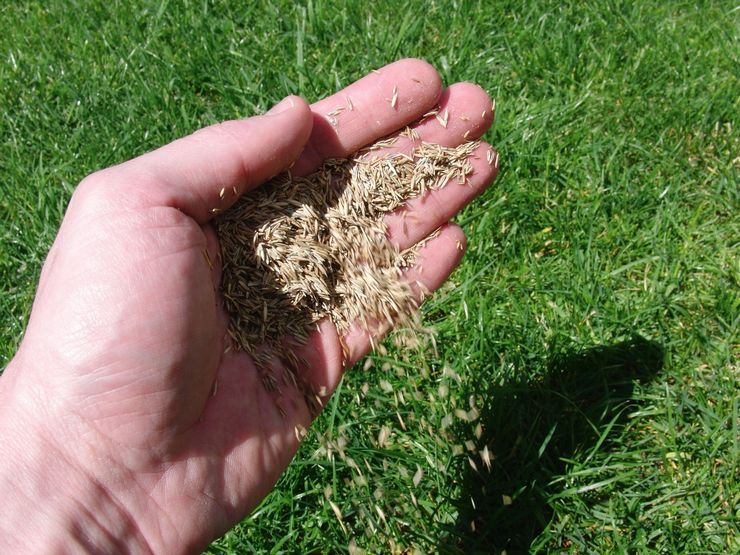 Planting a lawn or sowing lawn grass in the fall