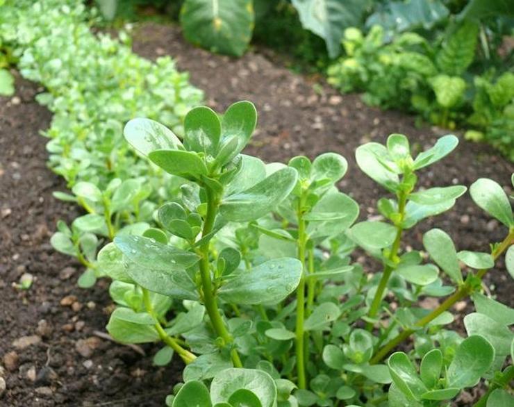 Het is raadzaam om groenbemesters eind augustus - begin september te planten.