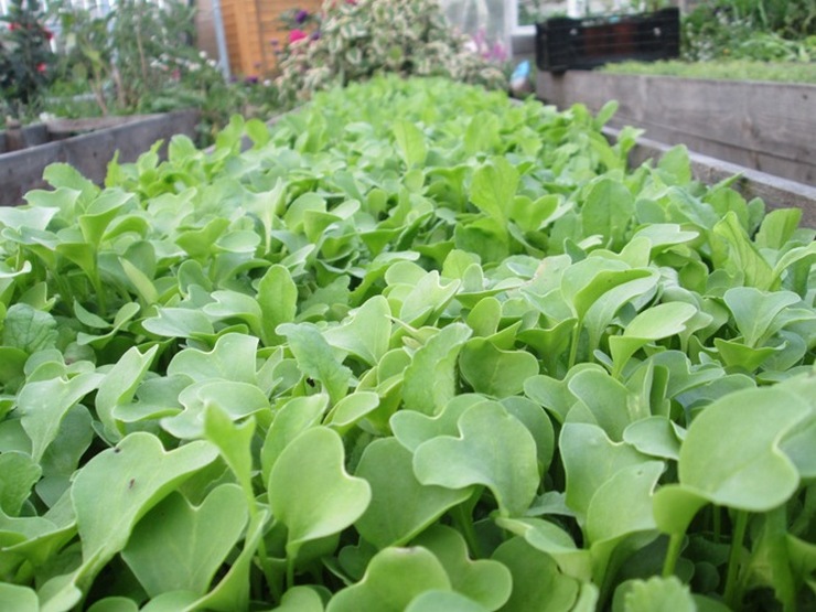 Mosterd planten in de herfst. Hoe mosterd te zaaien om de grond te bemesten?