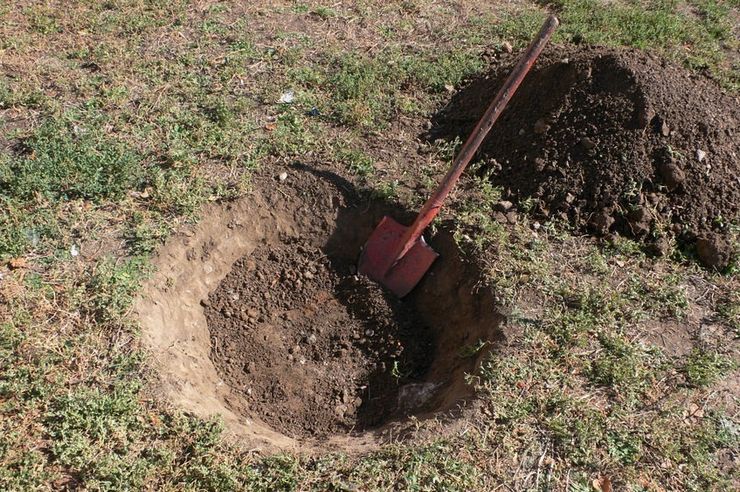 Voorbereiding van plantgaten en methoden voor het planten van zaailingen