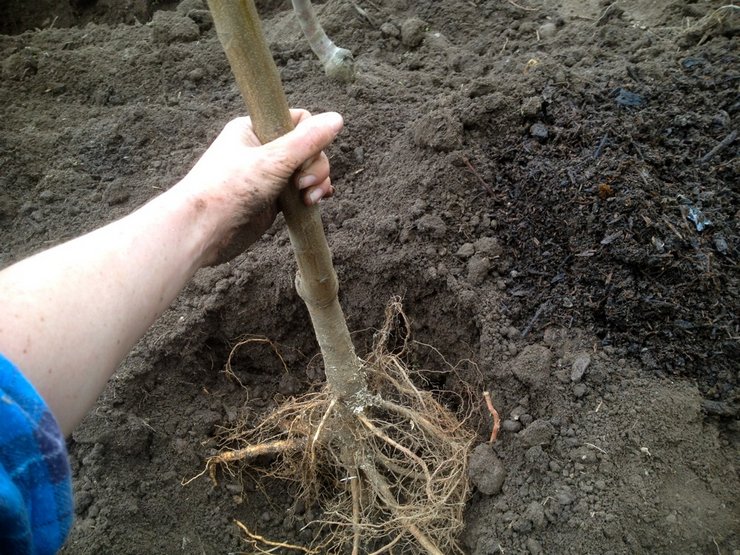 Een peer planten en verzorgen