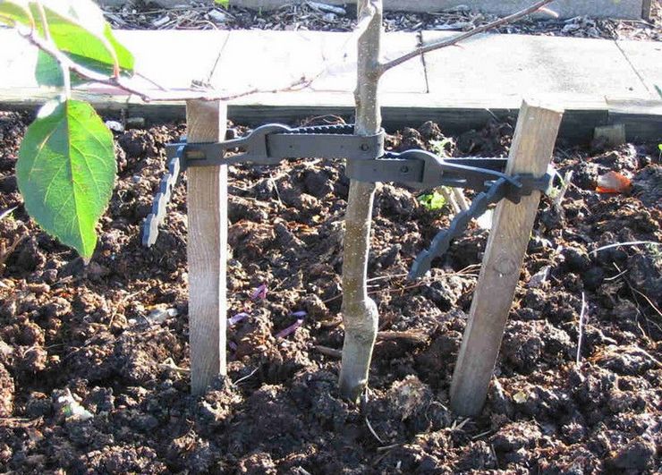 Het wieden en losmaken van de grond in de wortelzone wordt regelmatig 3-4 keer per maand uitgevoerd, water geven - één keer per week.