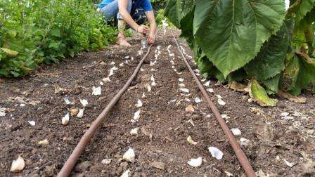 Next, the selected area is fertilized and dug up. As a fertilizer, it is better to add already rotted organic matter and compost. If desired, you can add mineral fertilizers. They choose litter, loosen and rake the ridge.