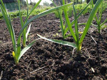 In April, good, green sprouts appear in the garlic garden. It's time to loosen the bed. This will give an impetus to the rapid growth of plants. During onion formation, garlic needs additional nutrition.