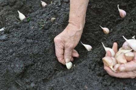 It is better to dig up the garlic with a spatula; tugging is not recommended. It is slightly shaken off, dried. Then the roots are cut off, they are allowed to dry. The leaves should be left, this will give the plant the opportunity to ripen. Experts advise against sous